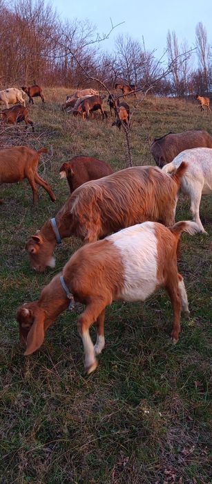Vand un țap de 9 luni