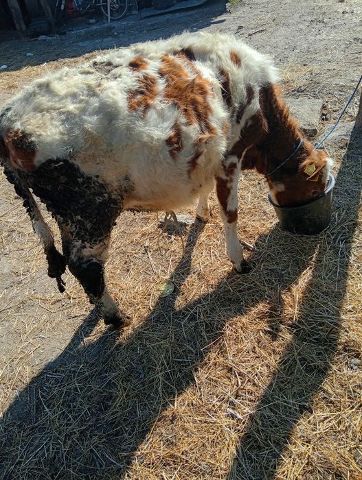 Vând vitea bălțată