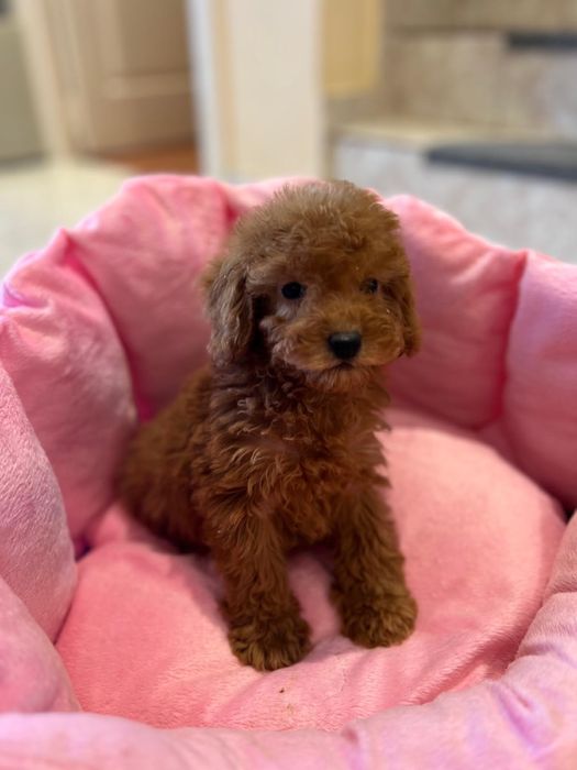 Pui Poodle – Sănătos, Jucăuș și Pregătit pentru Noua Familie!