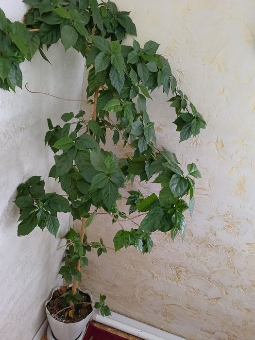 Растения Китайская роза