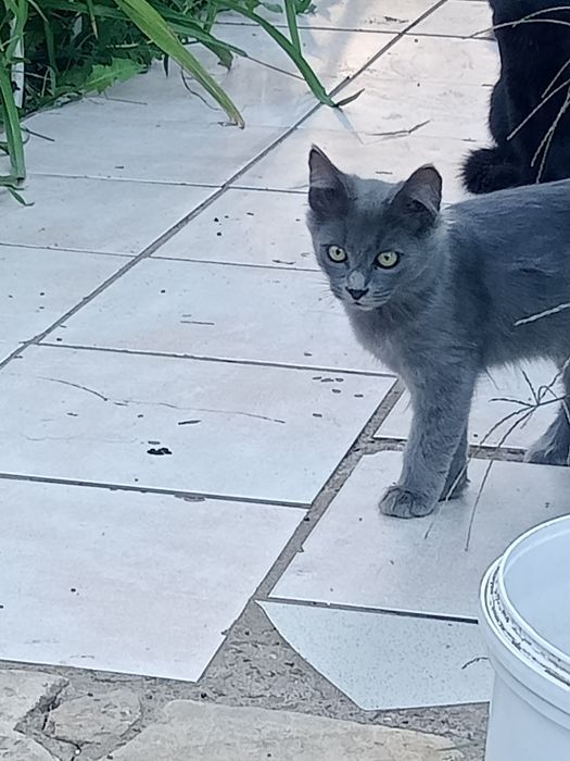Отдам милых котят