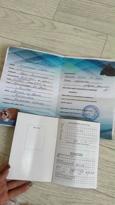 Шпиц белая девочка
