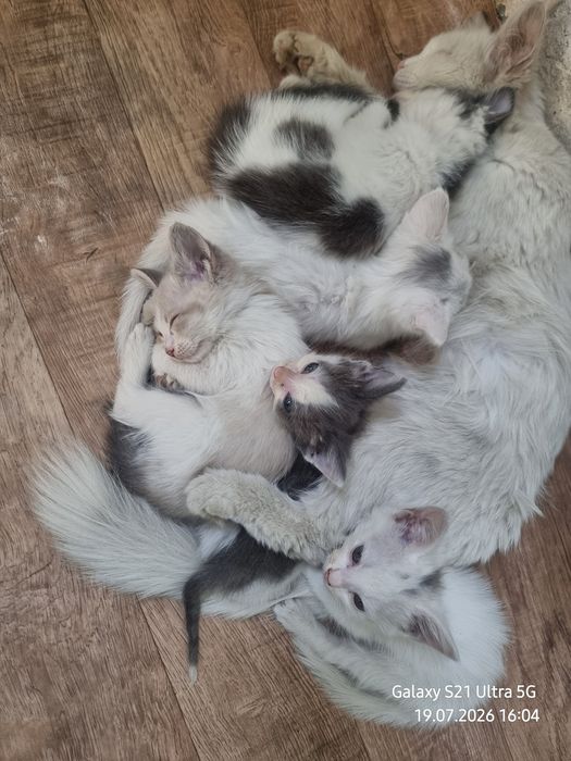 Ищем  котятам дом