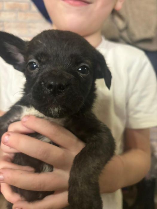 Отдам кутят бесплатно