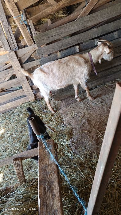 Vând grâu , pentru mai multe detalii sunați la numărul afișat !