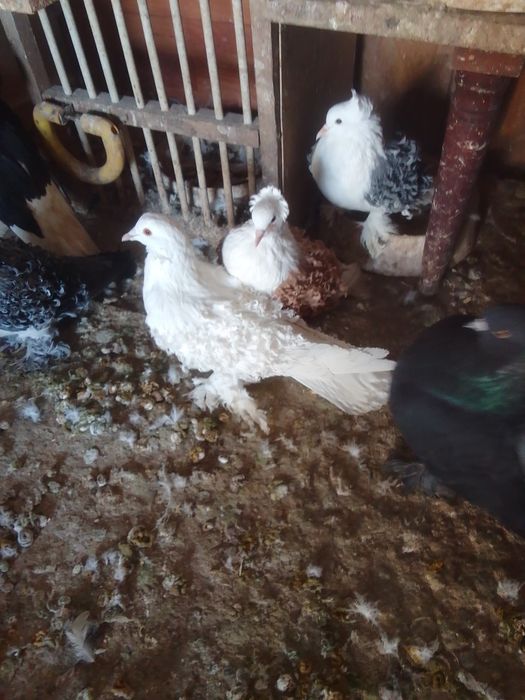 Porumbei voltat indian