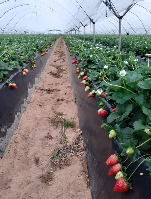 Разсад ягоди,перфектно качество