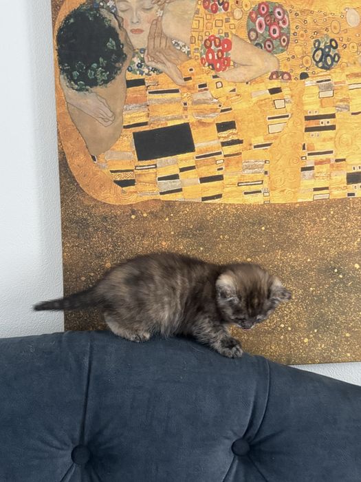 Котенок в добрые руки