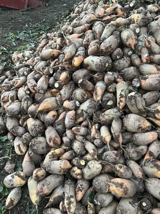 Sfecla pentru animale