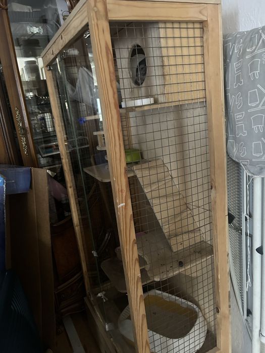 Продам Шиншиллу мальчик 9 месяцев