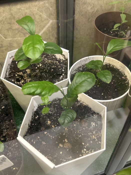 Саженцы/сеянцы лимона