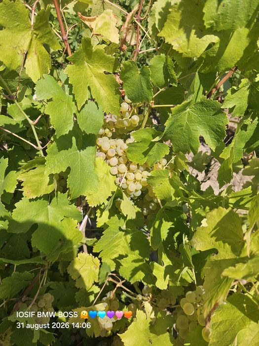 Vând struguri pentru vin