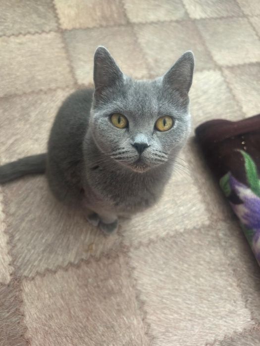 Британский голубой котенок