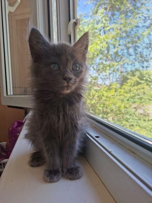 Котята  2  месяца