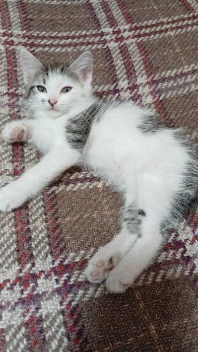 Кошки и домашние котята!