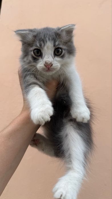 Отдам котят в хорошие, добрые руки