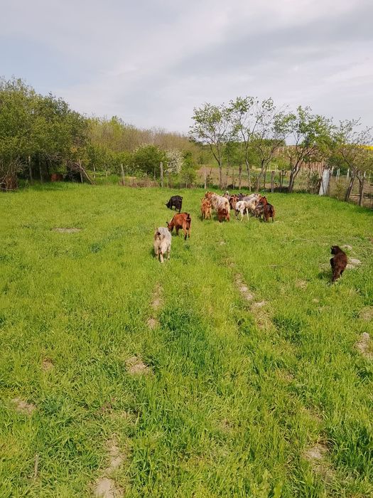 In jur de 15 capre toate mari și mulgătoare fara capre bătrâne.