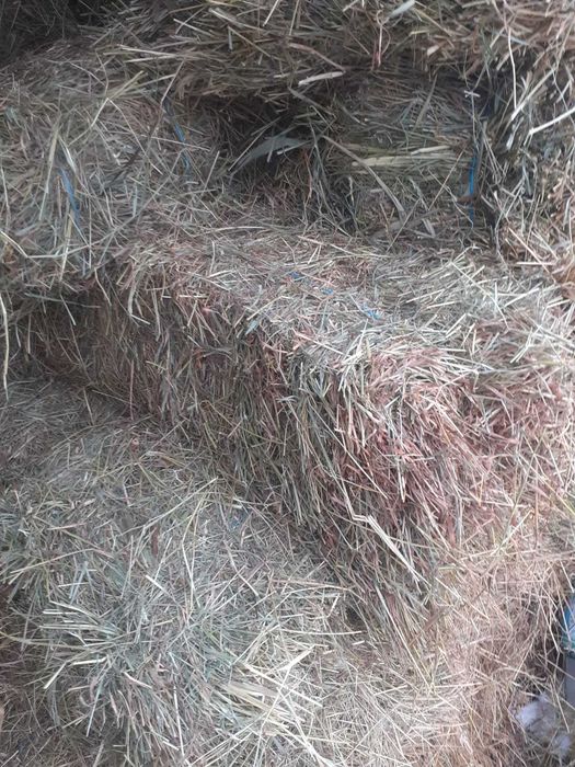 Baloti de lucernă  fan si paie dreptunghiulari