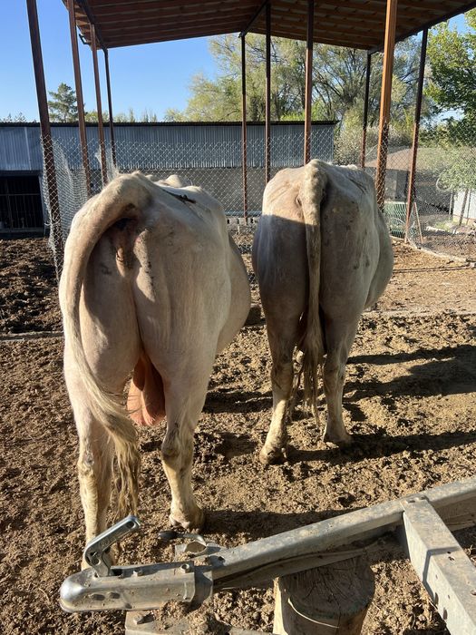 Продам быков!!! Бұқалар сатамын!!!