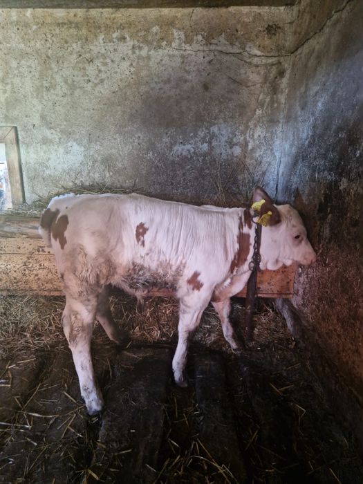 Vitel (bălțată) o luna