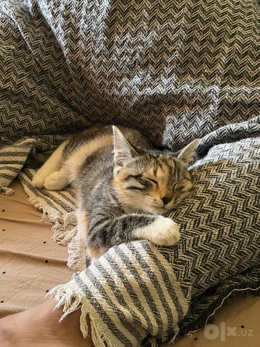 Эскобар, 7 месяцев. Четырёхцветное счастье ищет дом