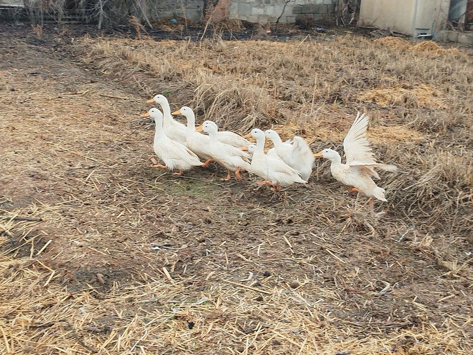 Продаются белые утки!