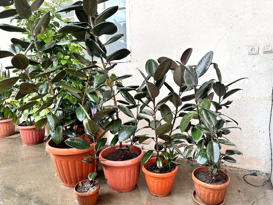 Gullar xonadon uchun Цветы для комнатные