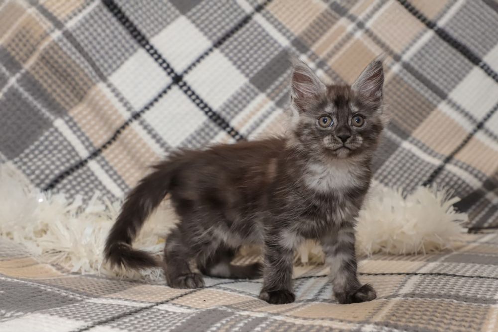 Кошечка мейн кун окраса черный дым