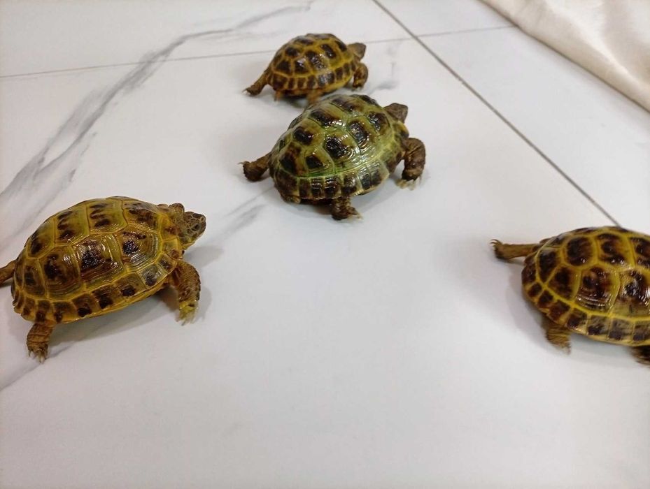 Toshbaqa dekarativniy sotiladi!(Продается декоративная черепашка!)