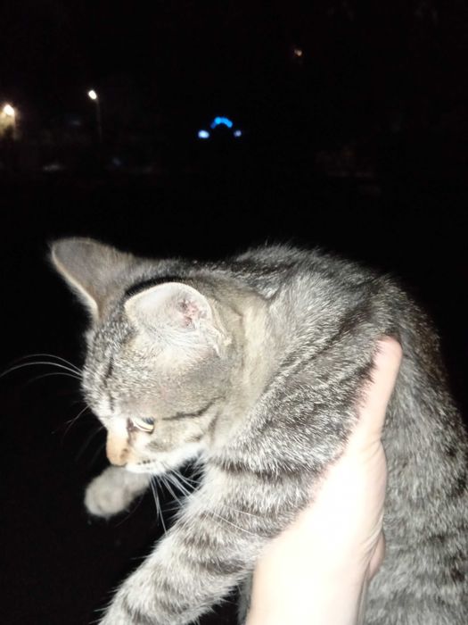 Бездомные котята
