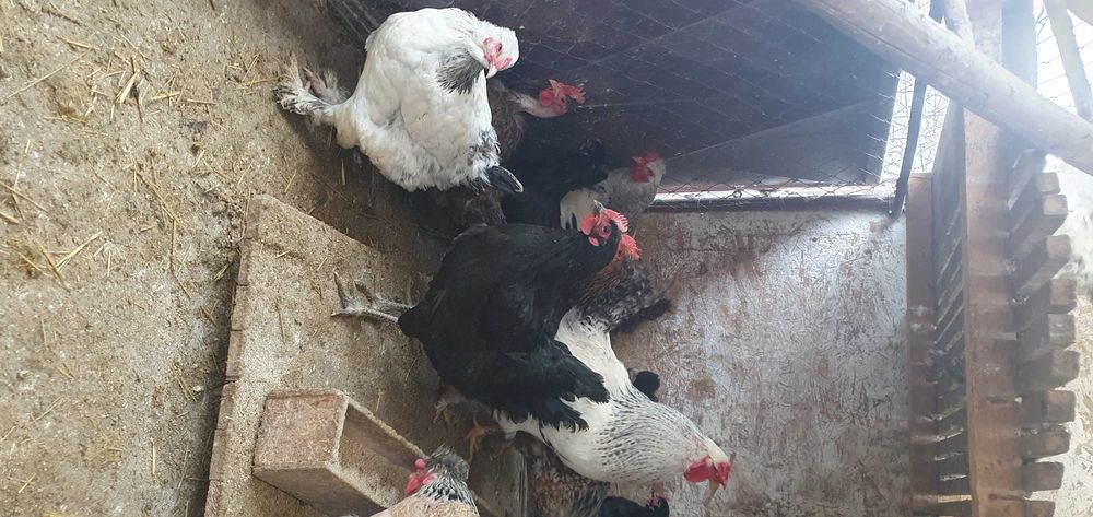 Ouă de găină pentru incubat