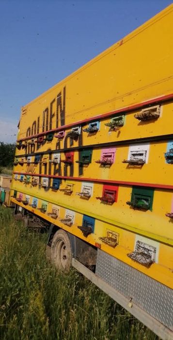 Familia albine, miere,apicole