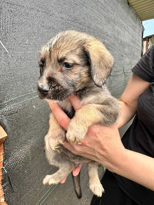 Щенки дворянской породы.