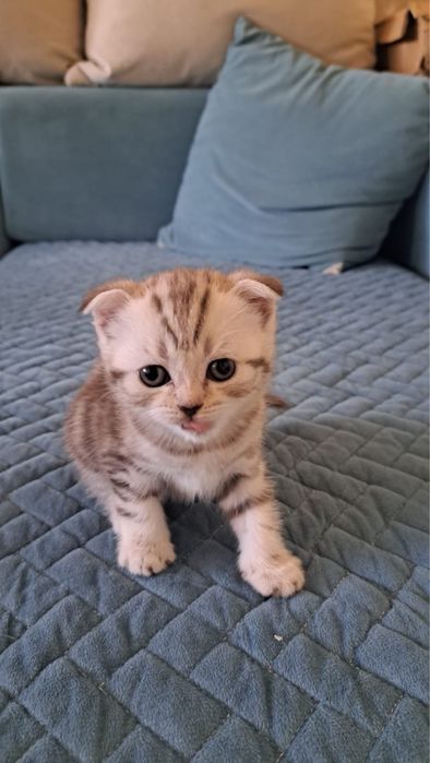 Продам котят скотиш фолт