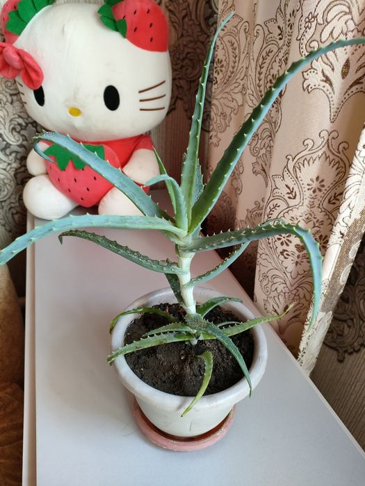 Алоэ. На лечение.  Доставка