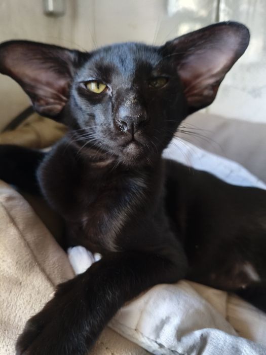 Ориентальные котята экстрим