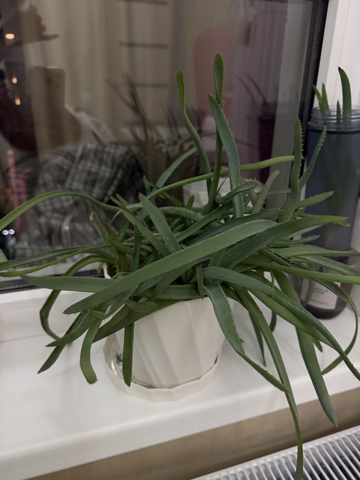 Продам растение алое.