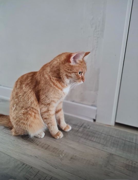 Кошечка в добрые ответственные руки