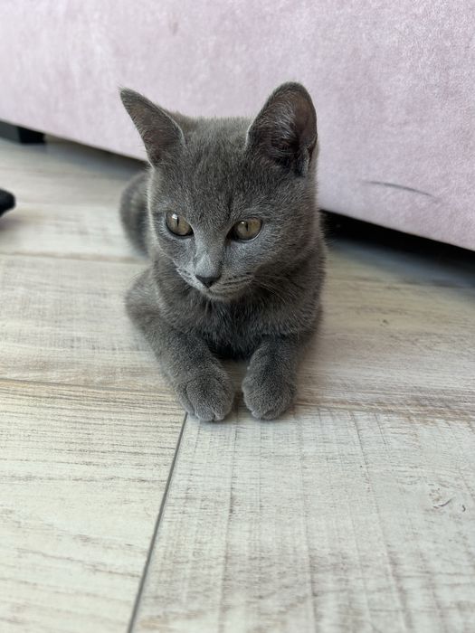 Отдам даром котенок