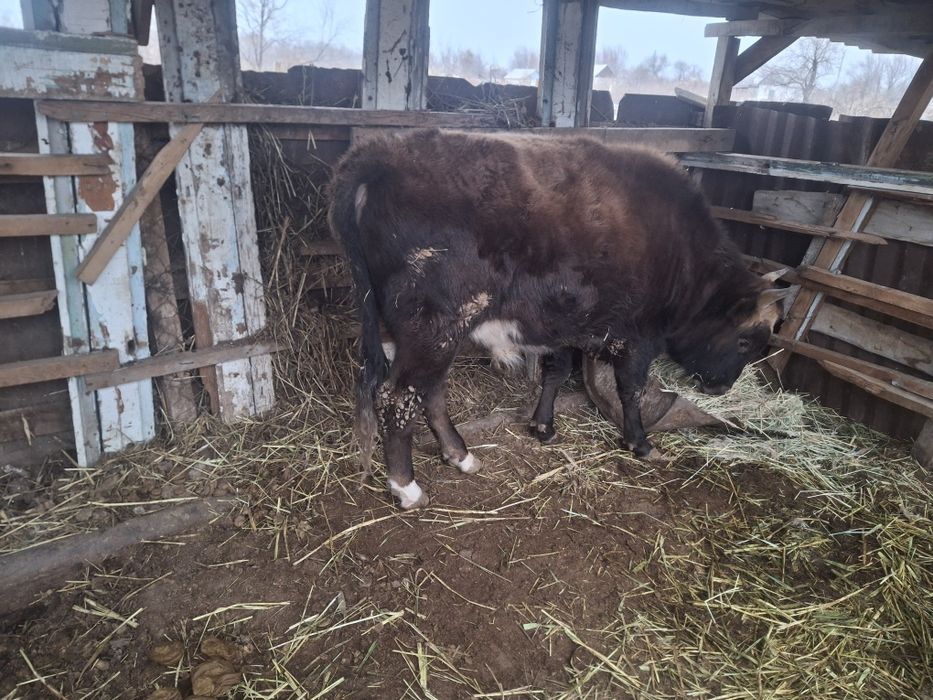 2 жасар семіз бұха сатылады