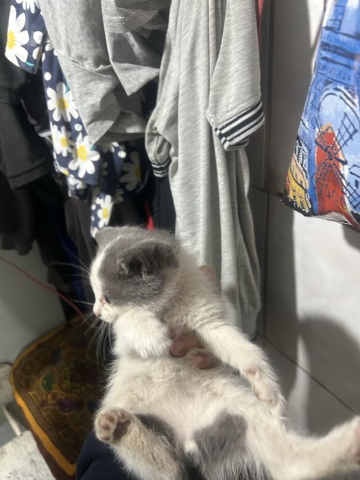 Котята шотландец