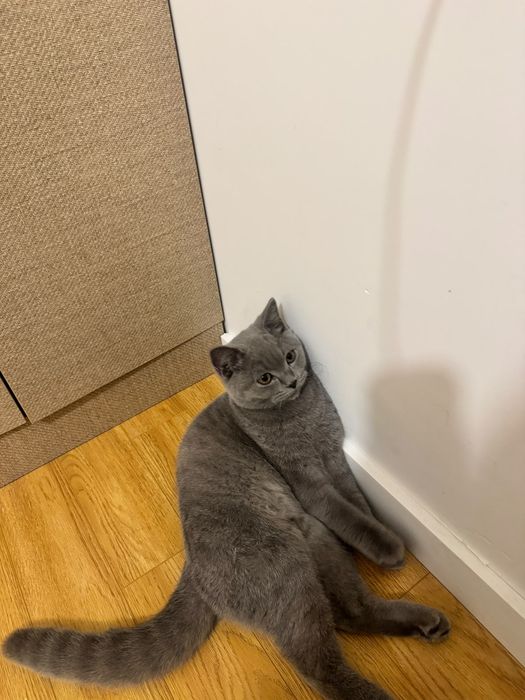 Продам Британского кота!