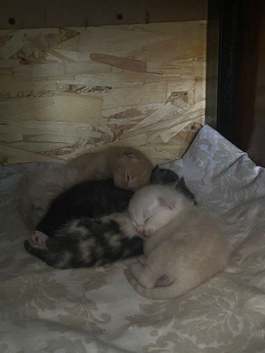Шотландская кошка с котятами