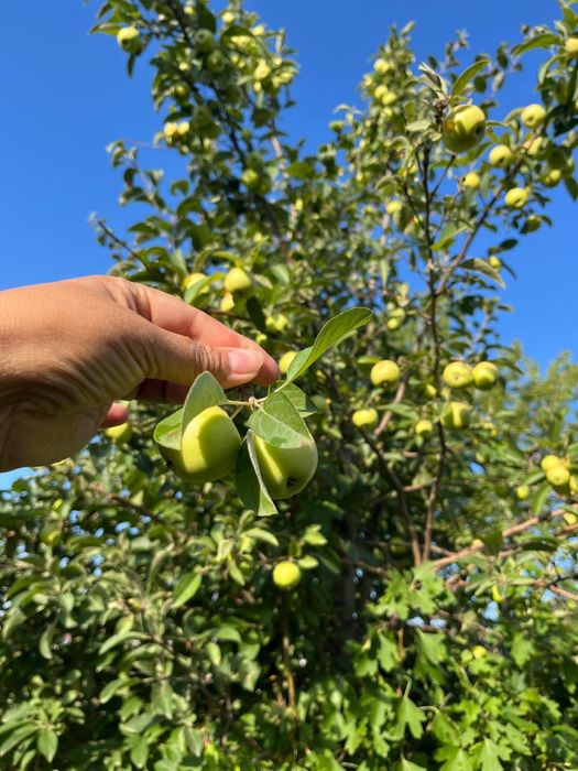 Продам дом в село Коянды