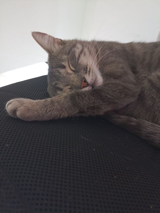 Кошка ищет дом и добрых хозяев!