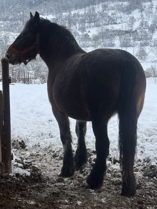 Vand manza murga de 3 ani gestanta sau schimb cu vaci