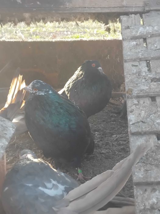 Старонемски гълъби