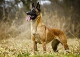 Бельгия овачарка боласи сотилади