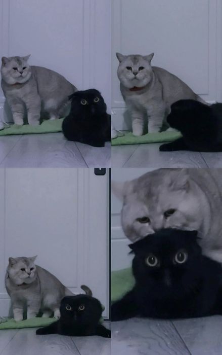 Племенной Кот, Вязка прямоухий