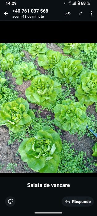 Vând salata 1leu.